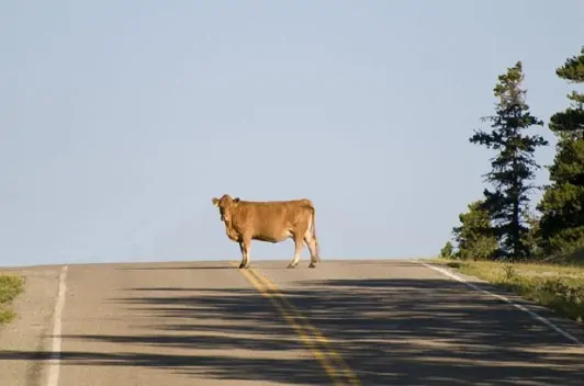 Brown cow standing in the middle of the road.