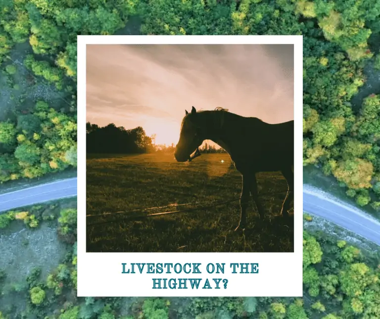 Who's responsible for accidents caused by livestock on the highway?